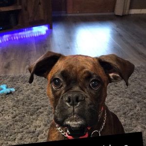 Meet your Posher, Isabella